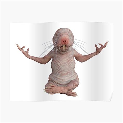 funny naked mole rat